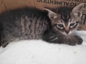 Gato raça SRD-ViraLata idade Abaixo de 2 meses nome Sem nome