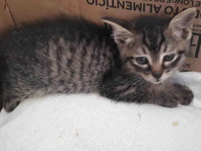 Gato ra a SRD-ViraLata idade Abaixo de 2 meses nome Sem nome