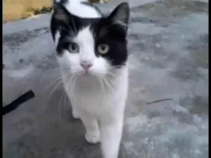 Gato raça SRD-ViraLata idade 1 ano nome Sem nome 