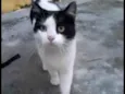 Gato raça SRD-ViraLata idade 1 ano nome Sem nome 