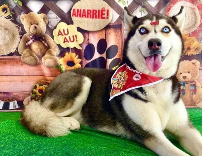 Cachorro ra a Husk  idade 5 anos nome Mileide