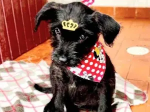 Cachorro raça Mestiça Schnauzer idade 2 a 6 meses nome Aurora 