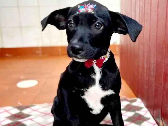 Cachorro raça Mestiça de schnauzer  idade 2 a 6 meses nome Greta