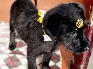 Cachorro raça Mestiça de schnauzer  idade 2 a 6 meses nome Malu