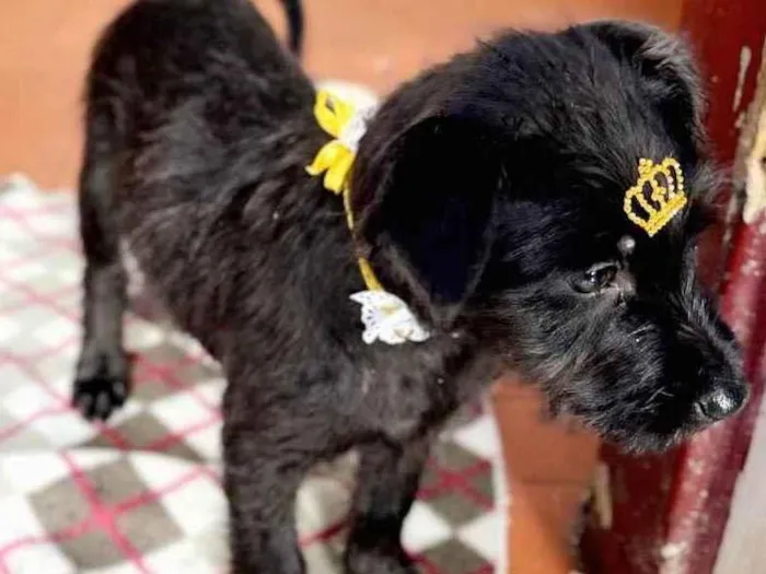 Cachorro raça Mestiça de schnauzer  idade 2 a 6 meses nome Malu