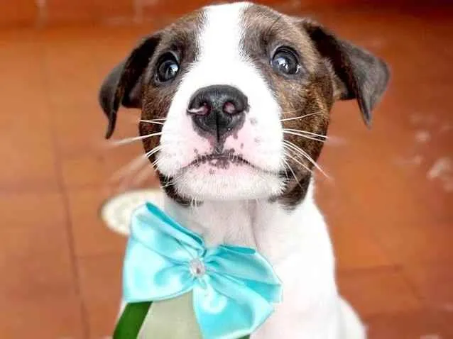 Cachorro raça Mestiço bull terrier idade 2 a 6 meses nome Kenzo