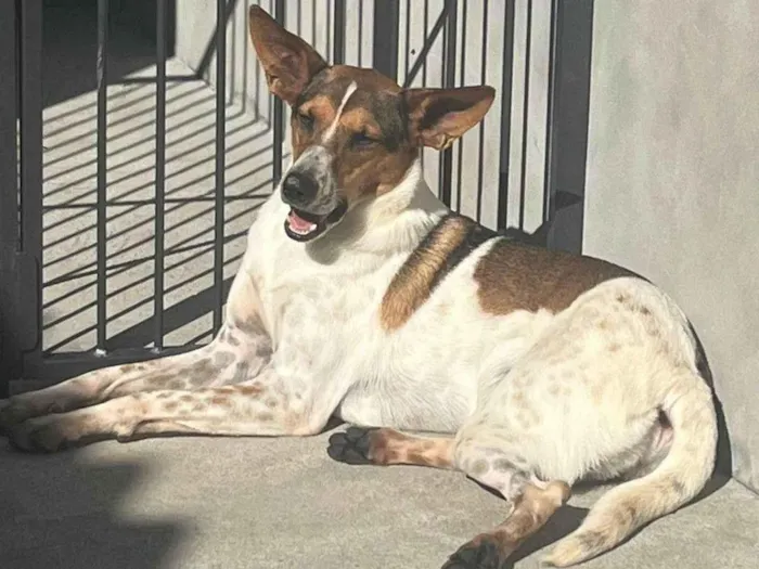 Cachorro ra a  idade 7 a 11 meses nome Não sei 