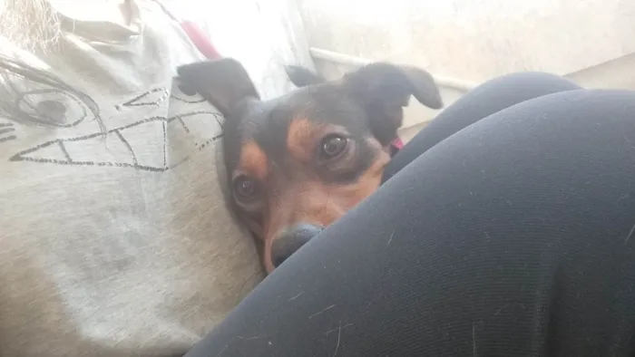 Cachorro ra a SRD-ViraLata idade 1 ano nome Romeu 