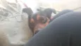 Romeu