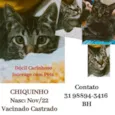 Chiquinho 