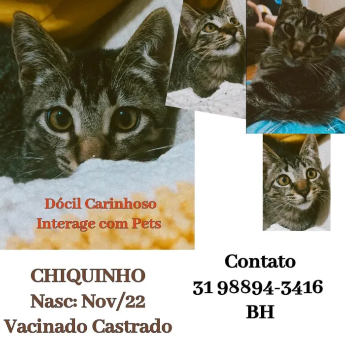 Gato raça SRD idade 7 a 11 meses nome Chiquinho 
