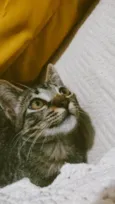 Chiquinho 
