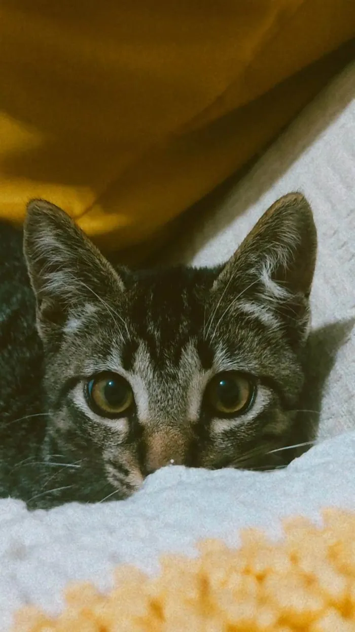 Gato raça SRD idade 7 a 11 meses nome Chiquinho 