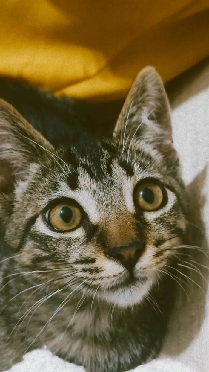 Gato raça SRD idade 7 a 11 meses nome Chiquinho 