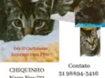 Chiquinho 