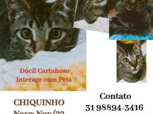 Gato raça SRD idade 7 a 11 meses nome Chiquinho 
