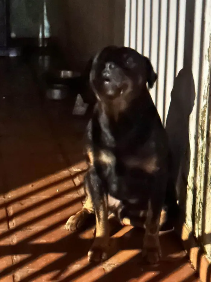 Cachorro ra a  idade Abaixo de 2 meses nome Negao