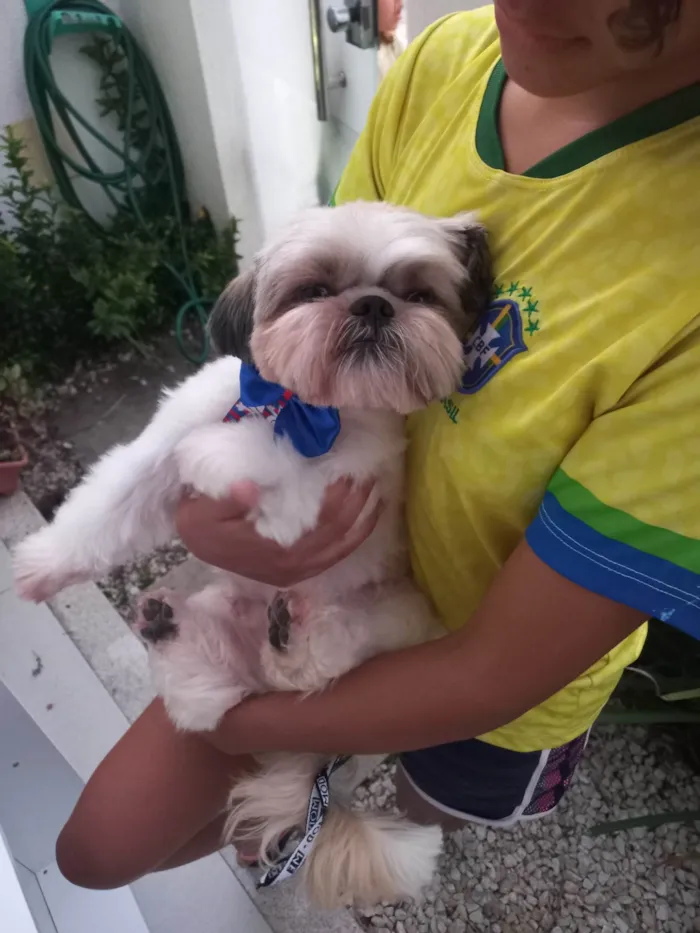 Cachorro raça Shitzu idade 4 anos nome Doki