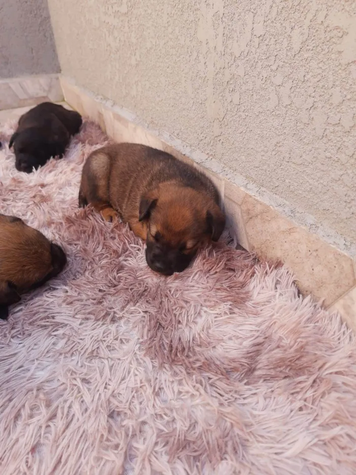 Cachorro ra a SRD-ViraLata idade Abaixo de 2 meses nome sem nome