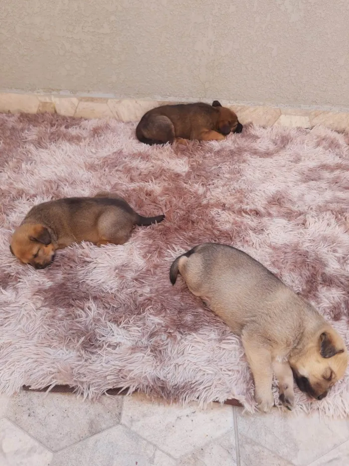 Cachorro ra a SRD-ViraLata idade Abaixo de 2 meses nome sem nome