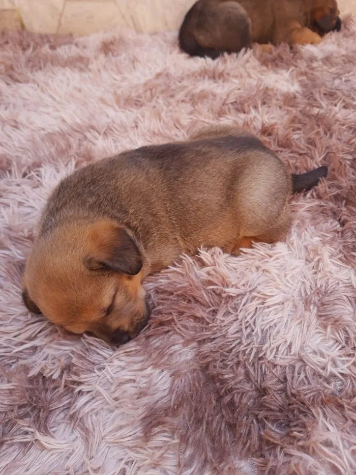 Cachorro ra a SRD-ViraLata idade Abaixo de 2 meses nome sem nome