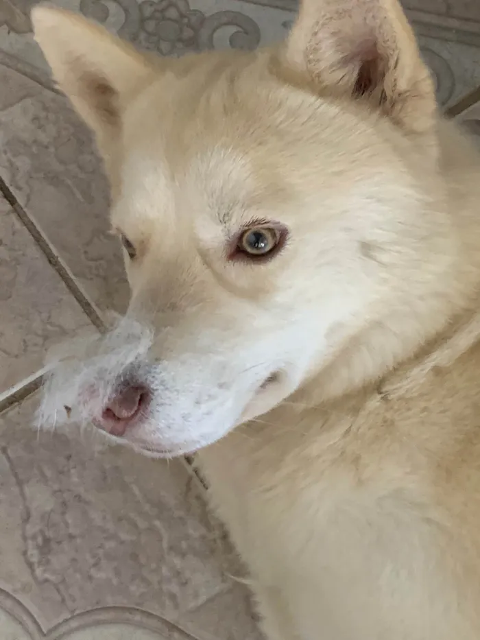 Cachorro ra a  idade  nome Dog