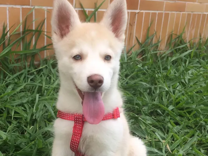 Cachorro ra a  idade  nome Dog