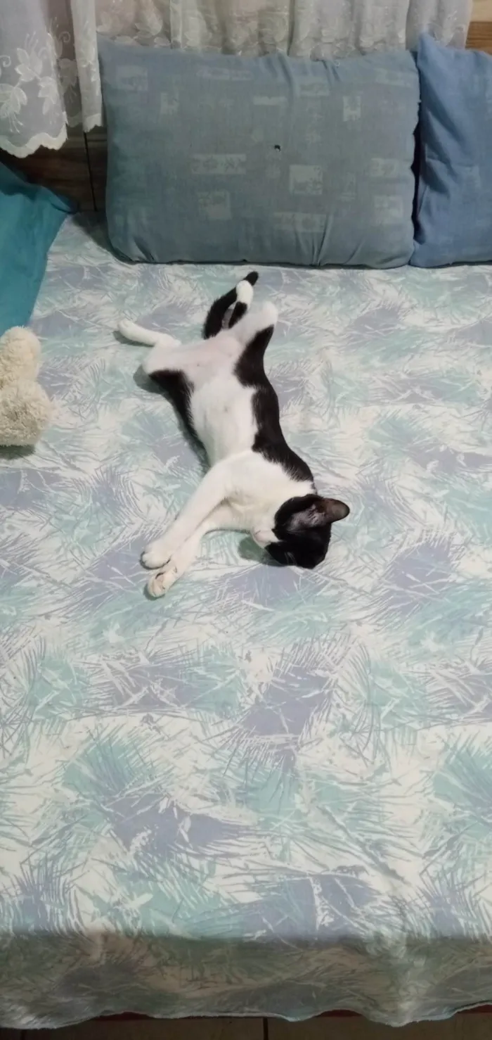 Gato ra a Normal idade 1 ano nome Kira