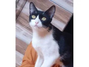 Gato raça Normal idade 1 ano nome Kira