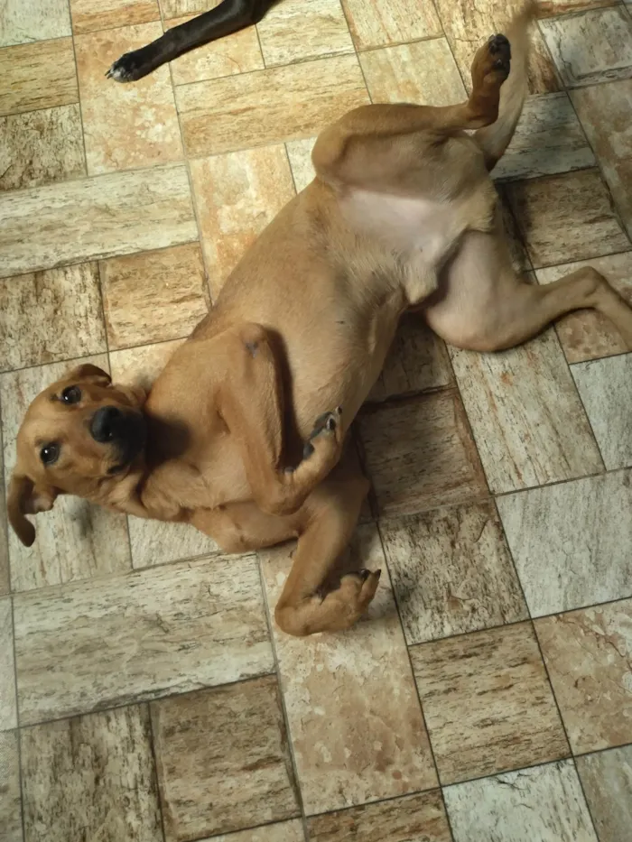 Cachorro raça SRD-ViraLata idade 1 ano nome Biscoito 