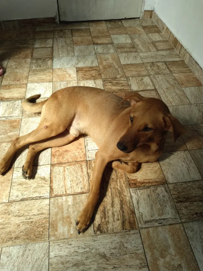 Cachorro raça SRD-ViraLata idade 1 ano nome Biscoito 