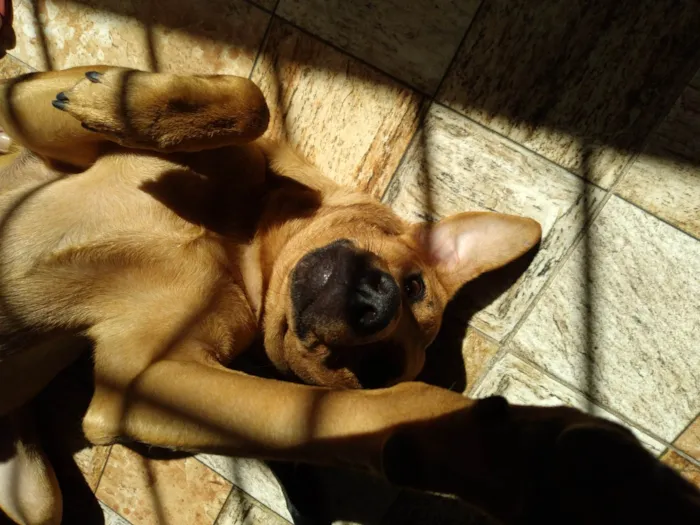 Cachorro raça SRD-ViraLata idade 1 ano nome Biscoito 