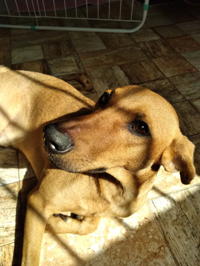 Cachorro raça SRD-ViraLata idade 1 ano nome Biscoito 