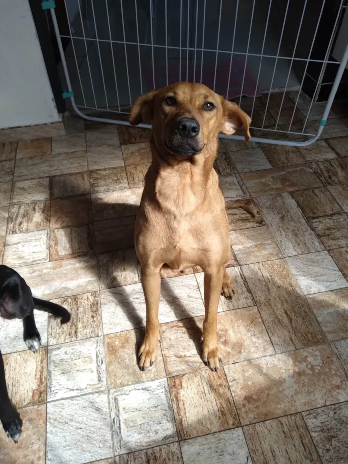 Cachorro raça SRD-ViraLata idade 1 ano nome Biscoito 