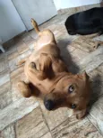 Biscoito 