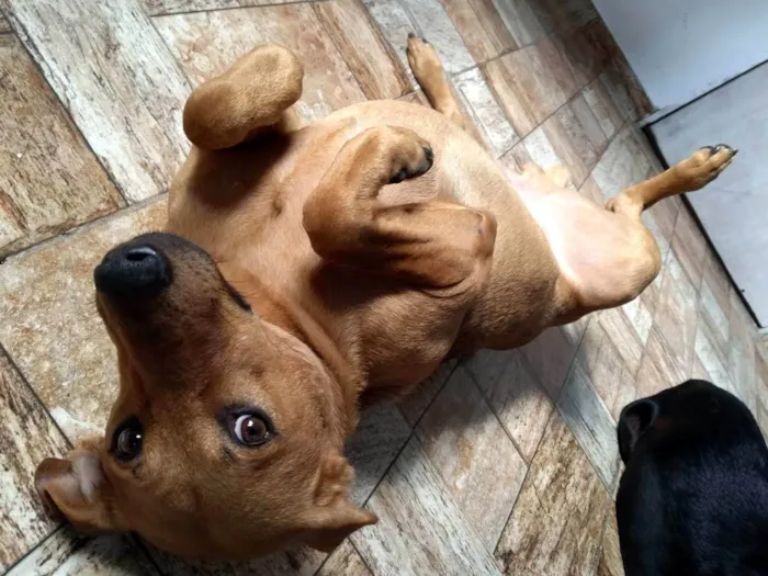 Cachorro raça SRD-ViraLata idade 1 ano nome Biscoito 