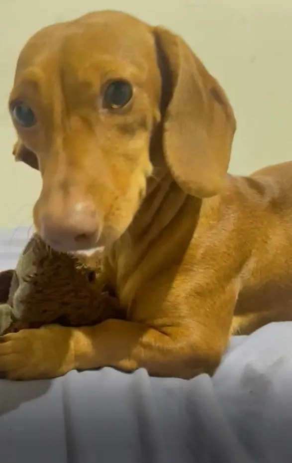 Cachorro ra a Basset-Cofap idade 7 a 11 meses nome Amora