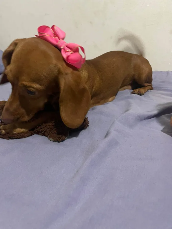 Cachorro ra a Basset-Cofap idade 7 a 11 meses nome Amora