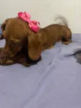Amora