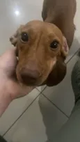 Amora