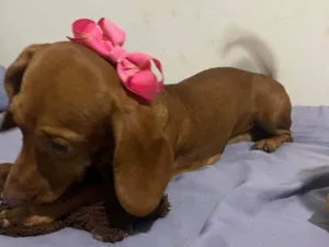 Cachorro raça Basset-Cofap idade 7 a 11 meses nome Amora