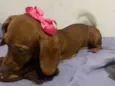 Amora