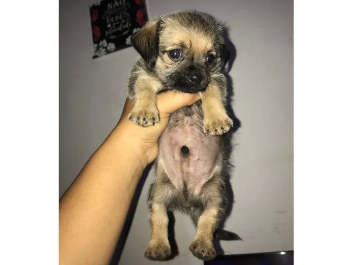 Cachorro raça Shitzu com pug  idade  nome Ret