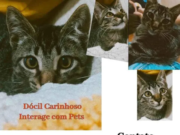 Gato raça SRD idade 7 a 11 meses nome Chiquinho 