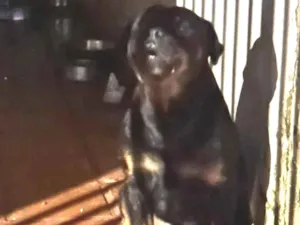 Cachorro raça  idade Abaixo de 2 meses nome Negao