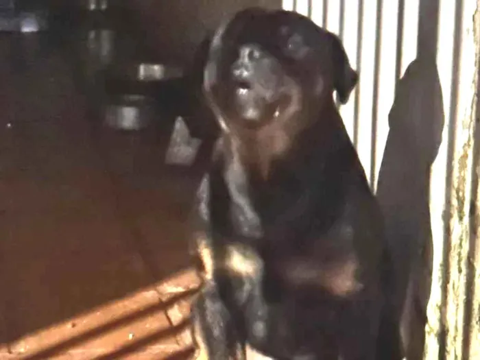 Cachorro ra a  idade Abaixo de 2 meses nome Negao