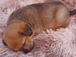 Cachorro raça SRD-ViraLata idade Abaixo de 2 meses nome sem nome
