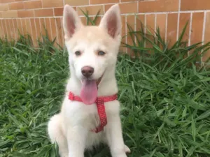 Cachorro raça  idade  nome Dog