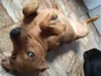 Biscoito 