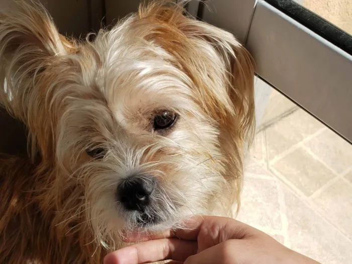 Cachorro raça Shitzu idade 7 a 11 meses nome Ravi